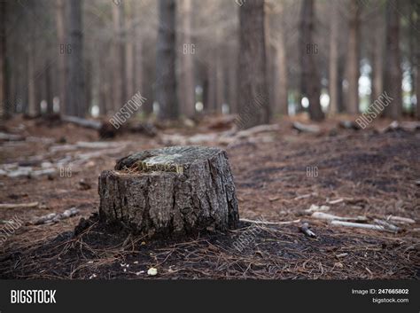 Tree Stump Cut Down Image And Photo Free Trial Bigstock