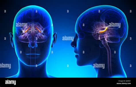 Hippocampe Femelle Anatomie Du Cerveau Concept Bleu Photo Stock Alamy
