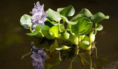 10 Exotic Underwater Plants Nature Babamail