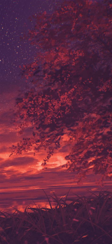 1440x3120 Cloudy Orange Sunset In Forest 1440x3120 Resolution Wallpaper