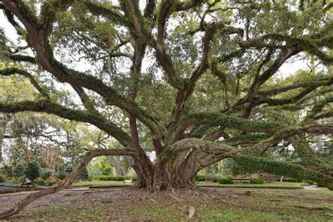 Did You Know Americas Biggest Oak Tree Is Located In Mandeville La