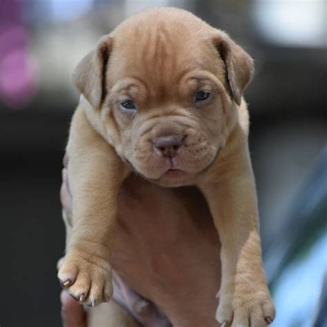 Check spelling or type a new query. French Mastiff India | Dogs Paradise in 2020 | Pitbull puppies for sale, Pitbull puppies, French ...