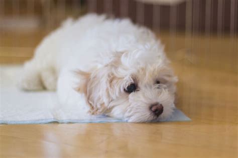 What To Do When Your Puppy Has Diarrhea Pet Central By Chewy