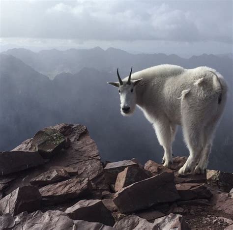 73 Best Rocky Mountain Goat Images On Pinterest Mountain