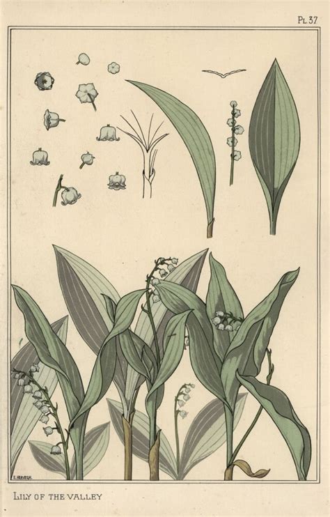 Lily Of The Valley Art Nouveau Botanical Poster Print By ® Florilegius