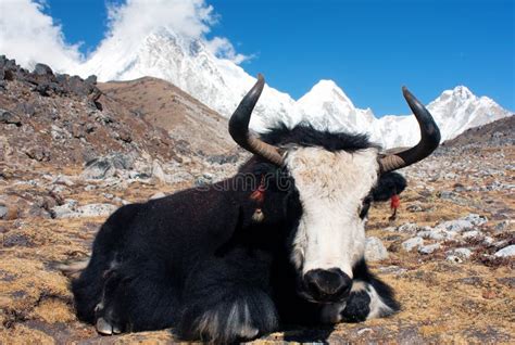 Yak In Nepal Stock Image Image Of Incredible Nepal 12689479
