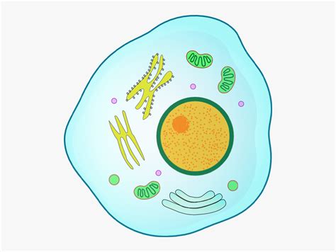 Plant, animal and bacterial cells have smaller components each with a specific function. Animal Cell Png , Free Transparent Clipart - ClipartKey