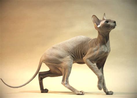 Peterbald Cat Breed Information And Facts Pictures Pets Feed