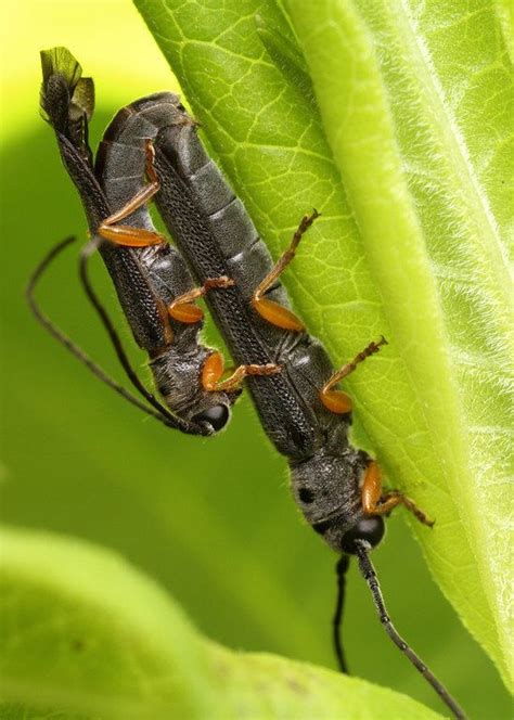 a bug s kama sutra 10 sex positions to try if you re an insect photos huffpost impact