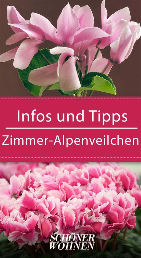 Ein weiterer wichtiger punkt, um fehler bei der pflege der alpenveilchen zu vermeiden: Zimmer-Alpenveilchen | Alpenveilchen, Veilchen, Pflanzen