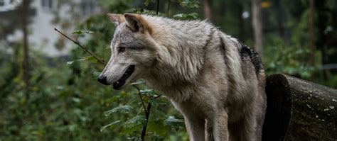 In a series of seven attacks over six days, a wolf or wolves fatally injured two people. Black Wolf Over 1080 X 1080 / Majestic Wolf Wallpaper ·① ...
