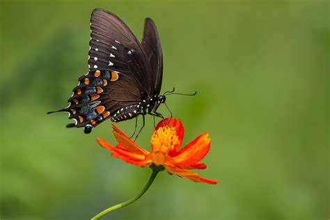 Wallpaper Animals Flowers Nature Plants Insect Lepidoptera