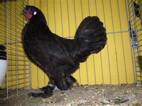 Er gebeurt altijd iets in bruisend breda! Zwerg-Breda