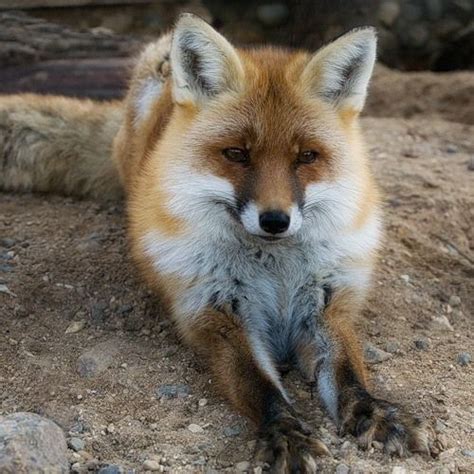 Beautiful Markings Pet Fox Cute Animals Animals Wild