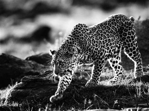 Free Download Black And White Animal Wallpaper 67 Pictures 1920x1200