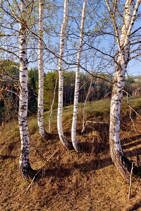 The 12 Most Common Species Of Birch Trees Rhythm Of The Home