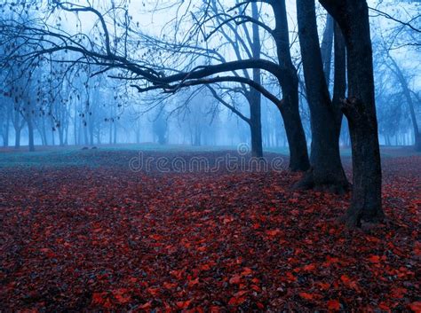 Autumn Colorful November Foggy Landscape Deserted Autumn Park Alley