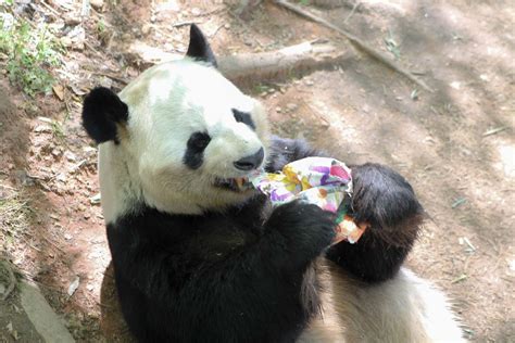 Panda Updates Wednesday June 20 Zoo Atlanta
