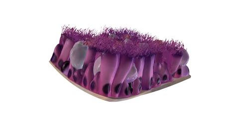 Epithelial Tissues A 3d Model Collection By E Learning Umcg