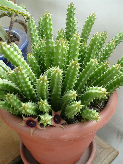 Huernia Schneideriana Red Dragon Flower World Of Succulents