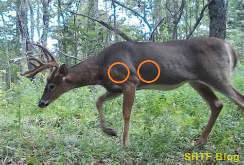 Deer Shot Placement Where To Aim Photos