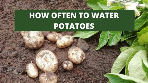 How Often To Water Potatoes Youtube