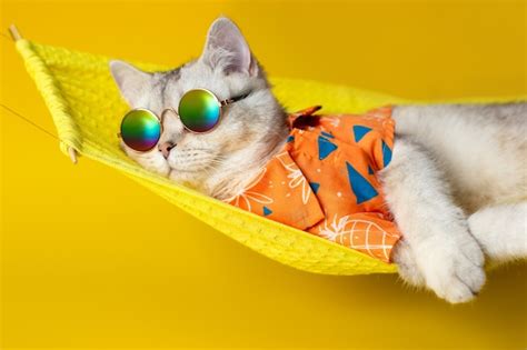 Premium Photo Portrait Of An Adorable White Cat In Sunglasses And An