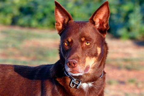 Kelpie Australiano Temperamento Características Y Fotos