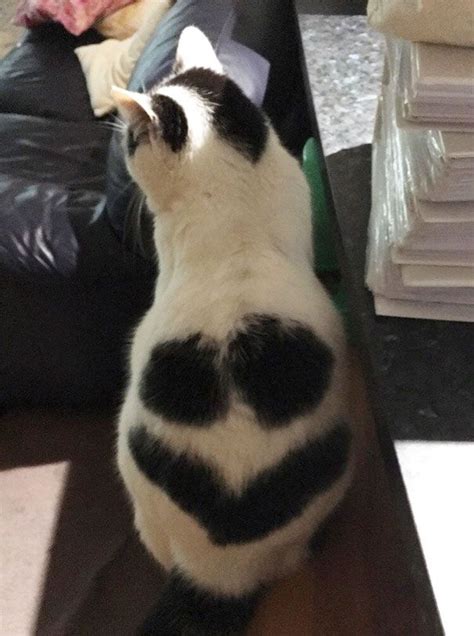 246 Cats With The Craziest Fur Markings Ever Cute Cats Crazy Cats