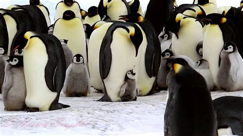 Emperor Penguins Snow Hill Island Antarctic Oct 2018 Part 1 Youtube