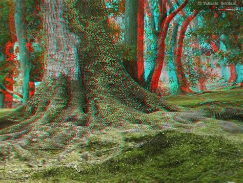 Imagination Surface Of The Forest 3d Anaglyph Stereo Viewer 3d