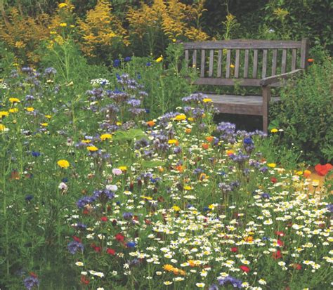 How To Grow An Annual Wildflower Meadow In 4 Simple Steps