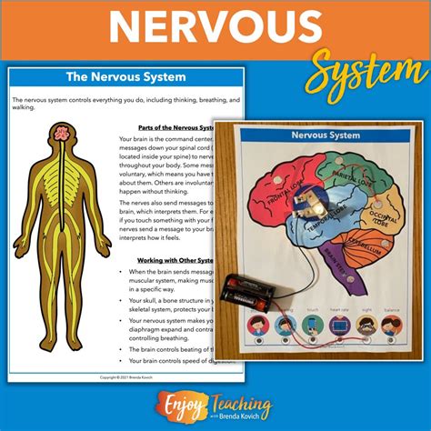 Nervous System For Kids Diagram