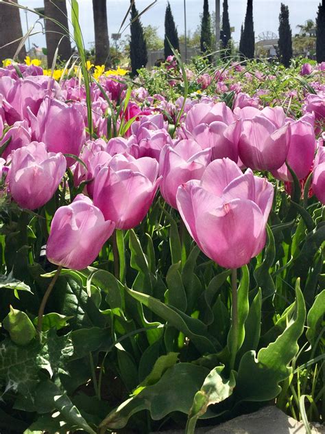 Fotos Gratis Planta Floreciendo Pétalo Tulipán Rosado Primavera