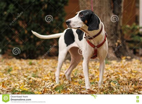 Black And White Treeing Walker Coonhound God Stock Photo Image Of