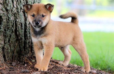 list  popular shiba inu mixes  pictures
