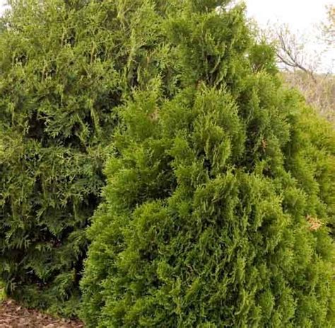 Thuja Occidentalis Holmstrup American Arborvitae