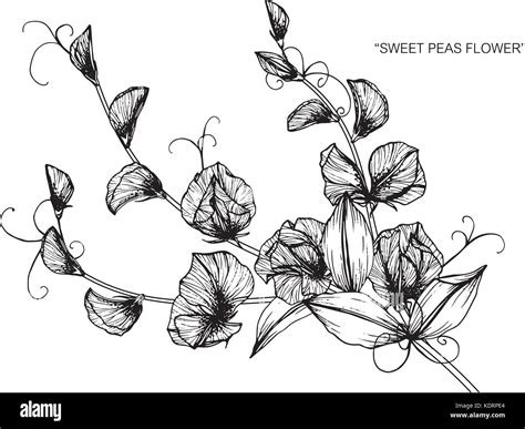 Sweet Pea Flower Drawing Illustration Black And White With Line Art