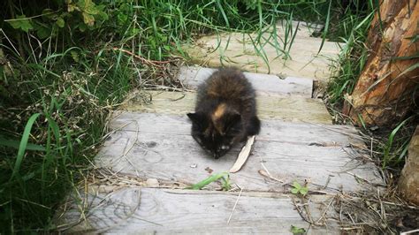 Feeding Wild Kittens Youtube