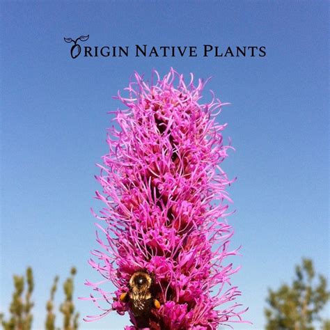 Origin Native Plants Is A Wholesale Native Plant Nursery Located In Guelph Ontario Seed Pack