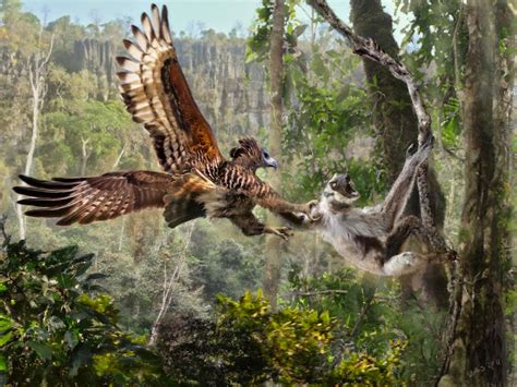 Talons Of The Extinct Malagasy Crowned Eagle That