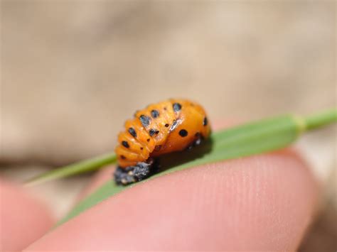 Lady Beetle Pupa