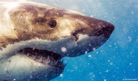 Into The Sharks Eye Photo Editing Tutorials Tips And Tricks Capture
