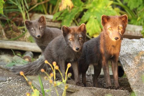 Commander Islands Arctic Foxes Ecosystem Value Research And