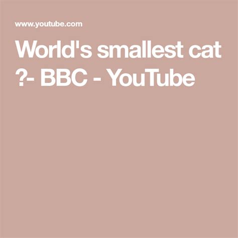 Worlds Smallest Cat 🐈 Bbc Youtube Small Cat Small World Bbc