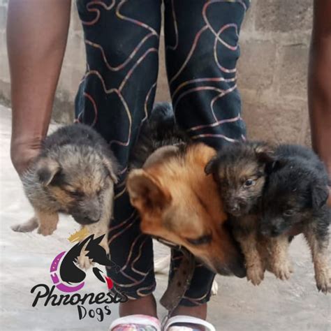 Pure Breed German Shepherd Puppies For Sale Pets Nigeria