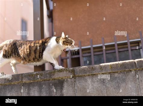 Side View Of Cat Hissing On Wall Stock Photo Alamy