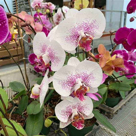 Exotic Moon Orchids Live Plants Phalaenopsis Amabilis Tropical Plantae