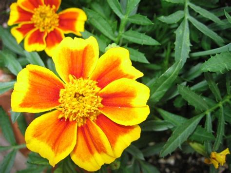 Free Yellow Orange Flower Stock Photo