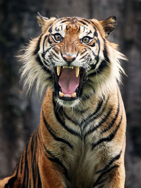 Scream By Syahrul Ramadan On 500px Tiger Photography Big Cats